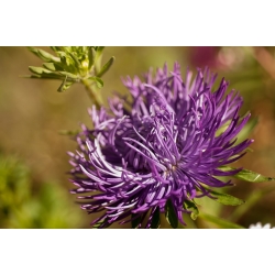 Callistephus chinensis - 500 semillas - violeta