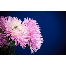 Nadel-Blütenblatt-Aster - rosa