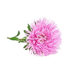 เข็มสีชมพูกลีบดอกแอสเตอร์จีนประจำปีดอกแอสเตอร์ - 500 เมล็ด - Callistephus chinensis 