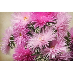 ピンクの針の花びら中国アスター、年間アスター -  500種子 - Callistephus chinensis  - シーズ