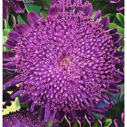 Темно-фиолетовая китайская астра "Принцесса" - 500 семян - Callistephus chinensis - семена