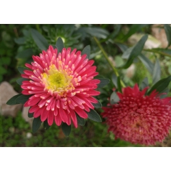 Red "Princess" chinese aster - 500 seeds