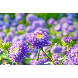 Blue chinese "Princess" aster - 500 seeds