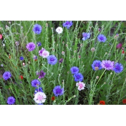 ヤグルマギク、学士号ボタン - 多年生のバラエティミックス -  75種子 - Centaurea - シーズ