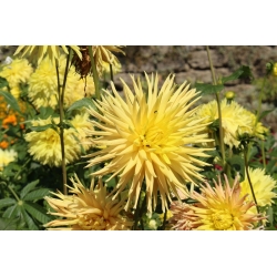 Cactus Dahlia - mix de variedades - 120 sementes - Dahlia pinnata flore pleno