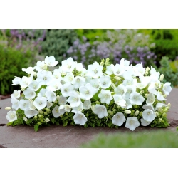 Carpathian bellflower - white variety, Tussock Bellflower, Carpathian Harebell - 6500 seeds