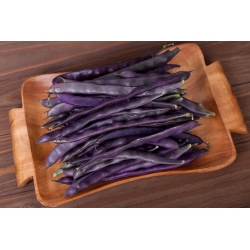 Green bean "Blauhilde" - staked, purple pod variety
