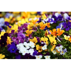Horned pansy - variation blandning - 270 frön - Viola cornuta