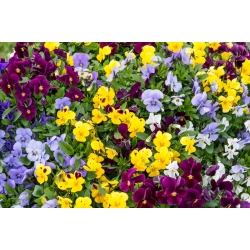 Amor-perfeito com chifres - mix de variedades - 270 sementes - Viola cornuta