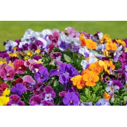 Horned pansy - variety mix - 240 seeds