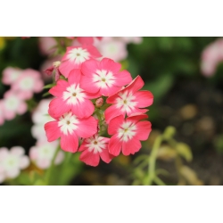Annual phlox, Drummond's phlox - low growing variety mix - 500 seeds