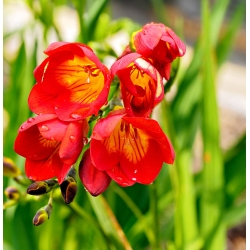 Freesia Single Red - 10 květinové cibule