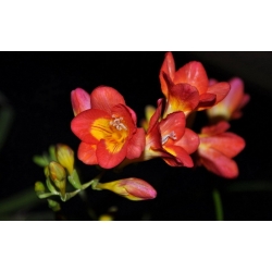 Freesia Single Red - 10 kvetinové cibule