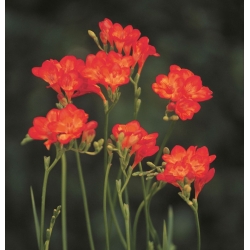 Freesia Single Red - 10 květinové cibule