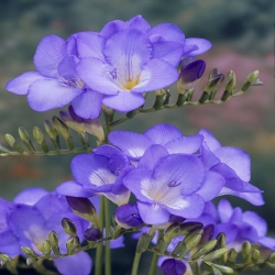Freesia Single Blue - 10 květinové cibule