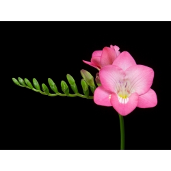 Freesia Single Pink - 10 květinové cibule