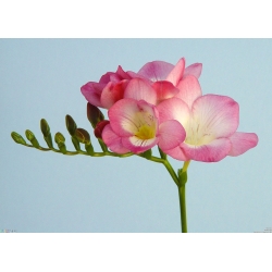 Freesia Single Pink - 10 květinové cibule