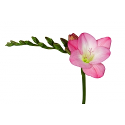 Freesia Single Pink - 10 kvetinové cibule