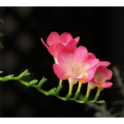 Freesia Single Pink - 10 kvetinové cibule