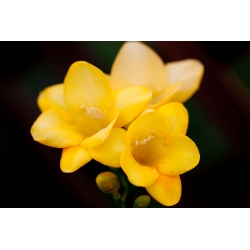 Freesia Single Yellow - 10 květinové cibule