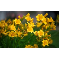 Freesia Single Yellow - 10 kvetinové cibule
