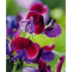 Lõhnav lillhernes - Matucana - 65 seemned - Lathyrus odoratus