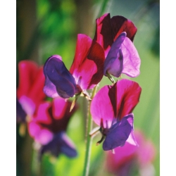 Lõhnav lillhernes - Matucana - 65 seemned - Lathyrus odoratus