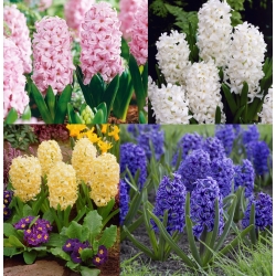 Hyacinthus Mix - Hyacinth Mix - 3 bulbs
