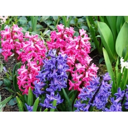 Hyacinthus Mix - Hyacinth Mix - 3 крушки