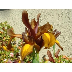 Irissläktet (Iris × hollandica) - Bronze Queen - paket med 10 stycken