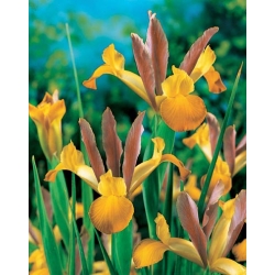 Lis (Iris × hollandica) - Bronze Queen - pakket van 10 stuks