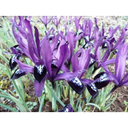 虹膜植物紫色宝石 -  10个洋葱 - Iris reticulata
