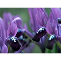 Iris Botanical Purple Gem - 10 lampu - Iris reticulata