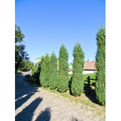 Harilik kadakas - Juniperus communis - seemned