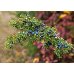 Cây bách xù thông thường - Juniperus communis - hạt
