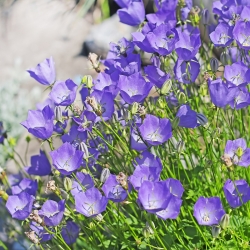 Tussock Bellflower, הקרפטים Harebell - מגוון כחול - 3000 זרעים - Campanula carpatica