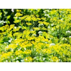 Zahradní kopr "Kytice" - také pro pěstování květin - 2800 semen - Anethum graveolens L. - semena