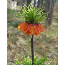 Set 2 - Corona imperiale arancione - 12 pezzi; fritillaria imperiale, corona di Kaiser - 