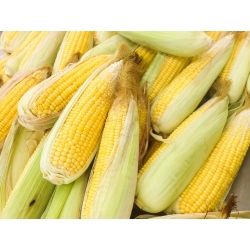 Sweet corn "Golden Dwarf" - 120 seeds