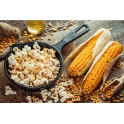 Corn "Flame" - for popcorn - 100 seeds