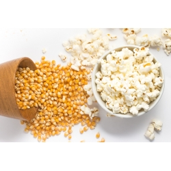Kukurica "Plomyk" - pre popcorn - 100 semien - Zea mays ssp. Everta - semená