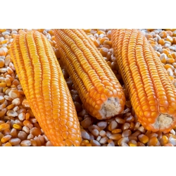 Maissi "Flame" - popcornille - 100 siementä - Zea mays ssp. Everta - siemenet
