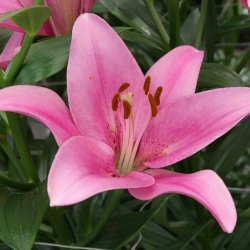 Lilium, Lily Asiatic Pink - květinové cibulky / hlíza / kořen - Lilium Asiatic White