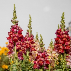 Snapdragon común con flores multicolores - 740 semillas - Antirrhinum majus nanum Tutti Frutti