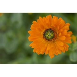 Potentno neven, Ruddles, Common neven, Scotch marigold "Greenheart" - 240 sjemenki - Calendula officinalis - sjemenke
