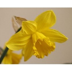 Narcizas - Golden Harvest - pakuotėje yra 5 vnt - Narcissus