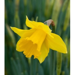 Narcissus Golden Harvest  - 黄水仙Golden Harvest  -  5个洋葱
