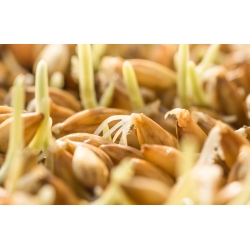 Sprouting seeds - young barley