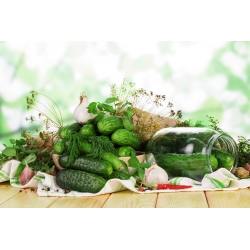 Cucumber "Borus F1" - field, pickling variety - 148 seeds