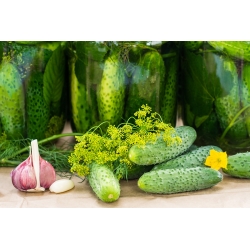 Cucumber "Borus F1" - field, pickling variety - 148 seeds